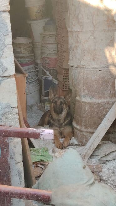 coban iti sekilleri: Alman çoban iti, 9 ay, Dişi, Peyvəndli, Ünvandan götürmə, Ödənişli çatdırılma, Rayonlara çatdırılma — 5