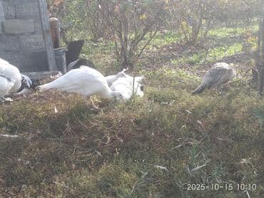 cins ineklerin qiymeti: Salam aleykum. Satışda bir cüt ağ, bir dənə qaraqanad dərəsi var — 14