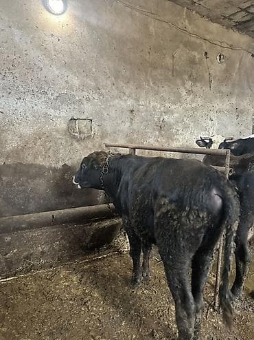 Mal-qara – qara rəngli erkək dana - Növ: Erkək dana (buzağıdan