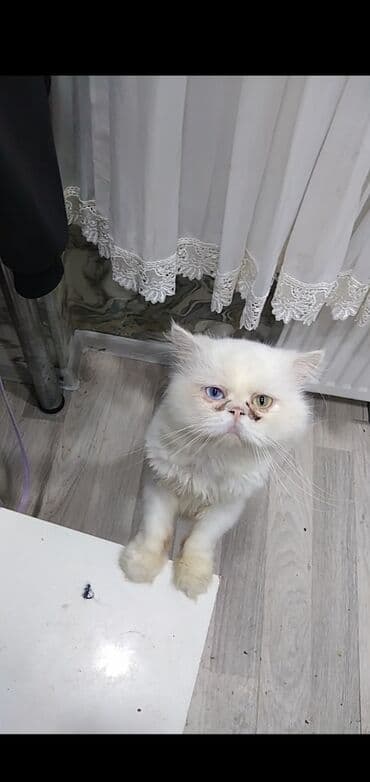 собака отдам в хорошие руки: Şotland, Erkək, Yaxşı əllərə, Ünvandan götürmə — 1