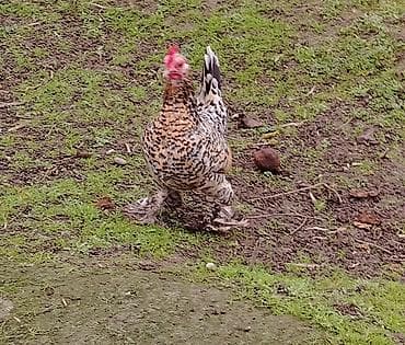 Qoyunlar, qoçlar: Toyuq, Damazlıq — 6