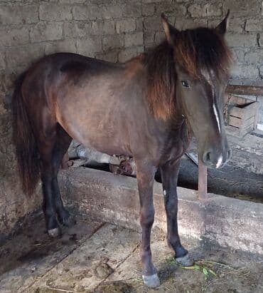 dana qiyməti xaçmaz: Minilmiyən madyan dayçadı da minməlidi isdiyən buyursun təmiz yorğadı — 1