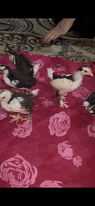 toyuq cuceler: Salam yaponka cüceler 28 günlükdüler — 1