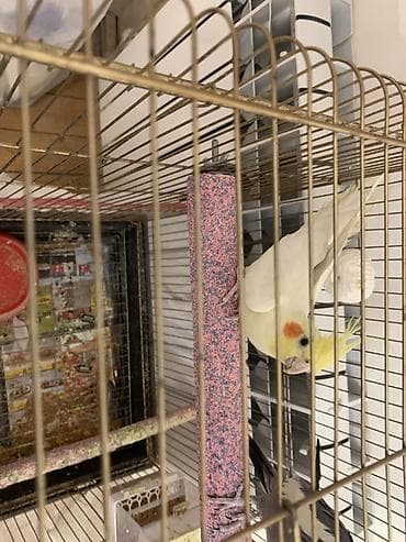 sağsağan quşu: Lutilla Korella 7 ayliqdi, tam saglamdi.Erkeydi.Oz quwumun — 4