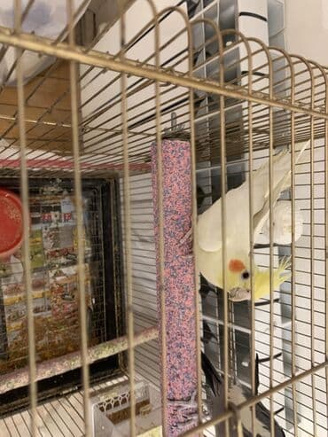 Quşlar: Korella erkek.
7 ayliqdi.Cox feal quwdur.Oynuyandir — 3