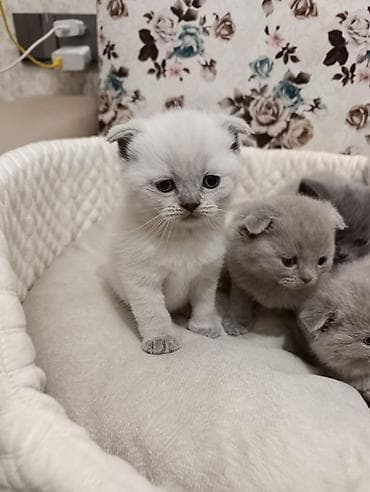 ev itiləri: Şotland, Ödənişli çatdırılma — 5