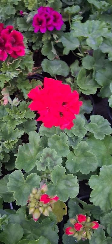 gül rəsmi: Geran gülləri dipçəkdə. 4 fəsil yaşıl qalan üzərində daimi gülü olur — 6