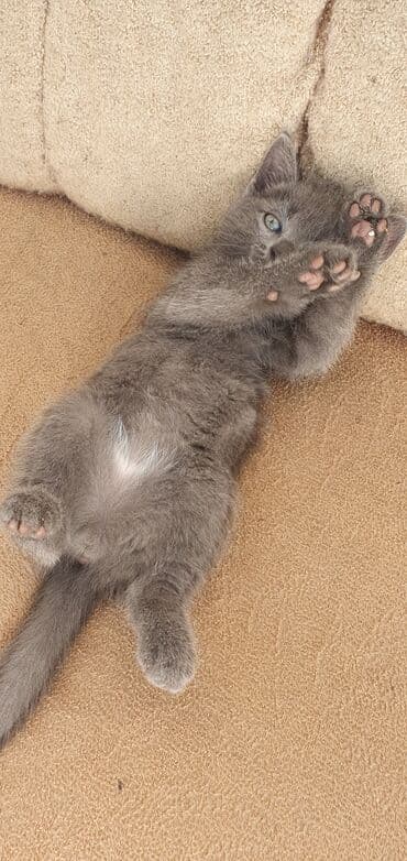 pişik satışı ucuz: Tabbi, Erkək — 3