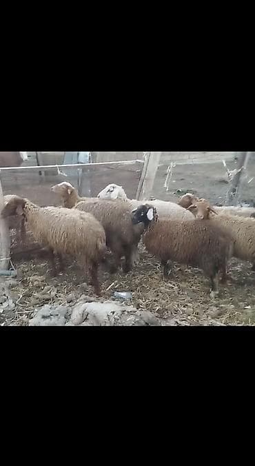 eşey satışı: Damazlıq saxlamalı yaxşı dişi quzlar — 4