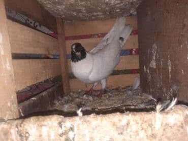 bit darağı qiyməti: Ağ-qara rəng çalarında dekorativ göyərçin cütü.
20AZN — 1