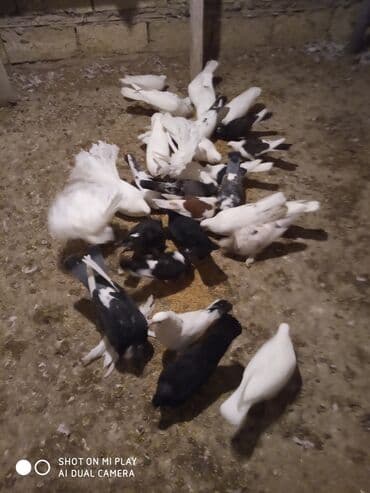 geref quşu: Super göyərçinlər bu yay 7-8 saat uçan Dəniz qırağında gecədən — 8