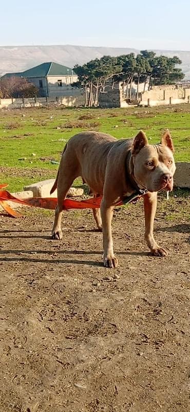 afçarka qiymeti: Pitbul, 1 il, Erkek, Peyvəndli, Ünvandan götürmə — 1