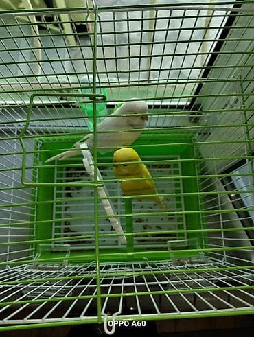 Akvariumlar: Baza ilə birgə dalğalı tutuquşu dəsti - 2 ədəd dalğalı tutuquşu (bir — 3