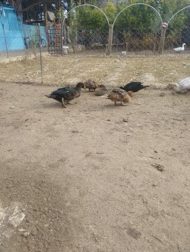 ruan ordək: Məhsul: Ev şəraitində bəslənən ördəklər (muskoviy/indo-ördəklər) — 2