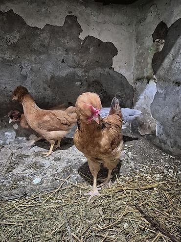kend toyuqlari: Toyuq, Damazlıq — 8