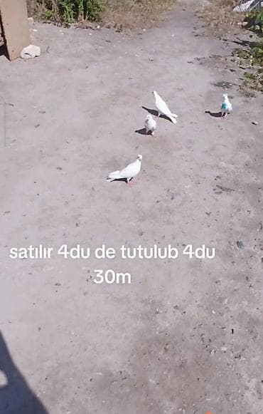 cex qus: 4du 30m heyvanlara söz ola bilməz — 1