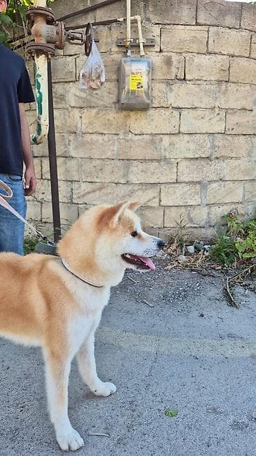 Akita-inu, Erkek lalafo.az -da Akita-inu, Erkek