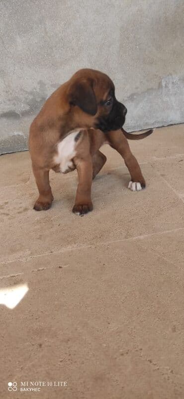 vəhşi itlər: Bokser, 2 ay — 2