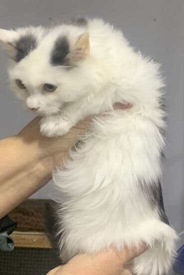 Pişiklər: Yaxşı əllərə — 4