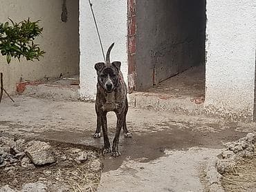 Pitbul, 11 ay, Erkek — 3