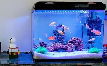 it yuvasi satilir: Akvarium satilir qiymete daxildir 30litrlik akvarium led filtr rengli — 2