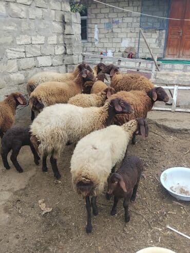 bmw 3 серия 328xi at: Erkək, Qala, il: 1, 70 kq — 32