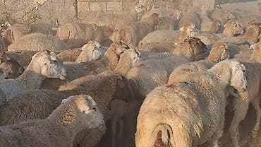 mal bazarı: Qoyun sürüsü – ətlik və damazlıq üçün - Növ: yerli qarışıq — 3