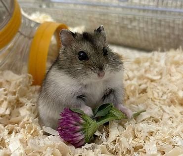 halep keçisi: Имеется два домашних джунгарских хомяка, отдадим в хорошие руки за — 1