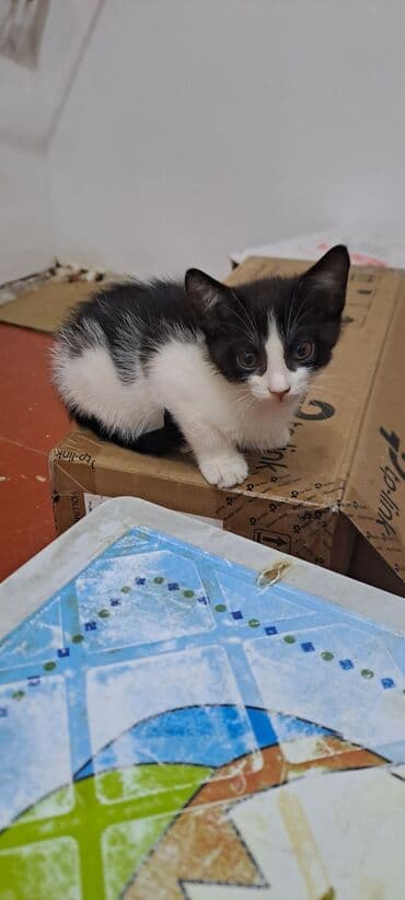 ağ qara pişik: Yaxşı əllərə — 1