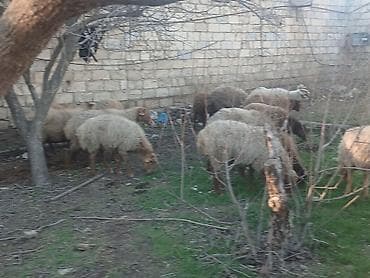qoyun heyvan: Məhsul: Qoyun sürüsü ana bala heyvanlardlr.icinde qocda var.hamlsl — 7