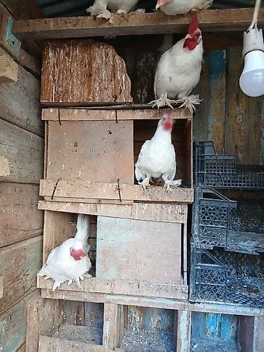 Keçilər, çəpişlər: Toyuq, Damazlıq — 5