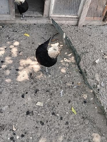 Toyuqlar: Toyuq, Damazlıq — 3
