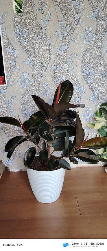 Qara-kauçuk (Ficus elastica ‘Robusta’) otaq bitkisi - Parlaq, iri