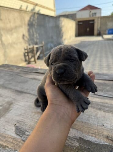 кане корсо цена: Kane-Korso, 1 ay, Erkek, Sənədli, Ünvandan götürmə — 2
