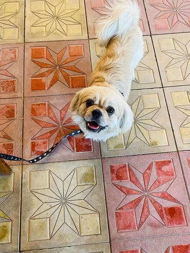 Бусы: Ши-тцу — 4