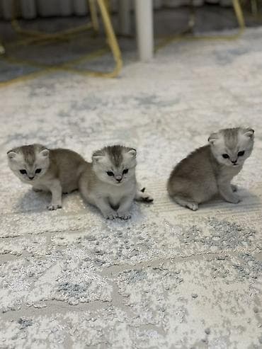 pişik darağı: Britan — 4