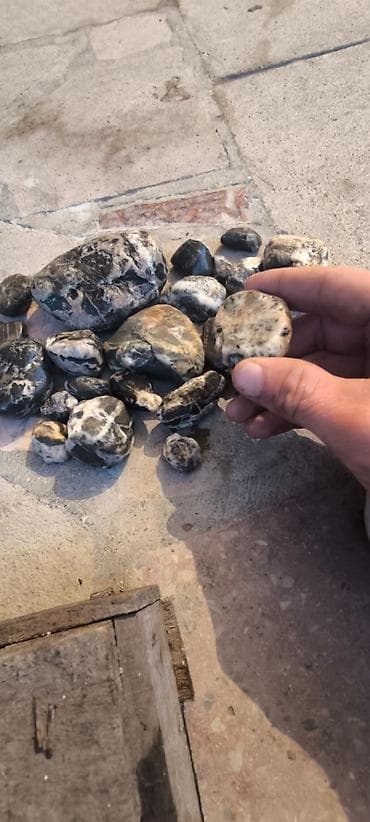 pul qutusu: Cay dawlari istediyniz cure buyurun sifariw ede bilersiniz — 7