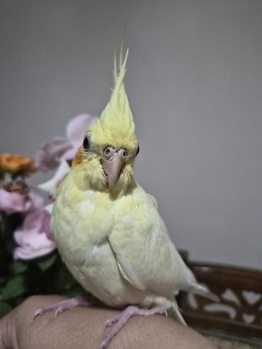 soltan quşu: Təcili erkək quş lazımdır.Şəkildəki dişidir qızğınlıq yumurtası — 1