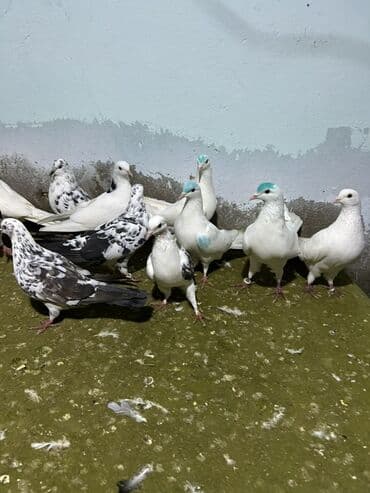 şahin quşunun qiyməti: 5 manatdan 10 manata kimi qiymet deywr — 3