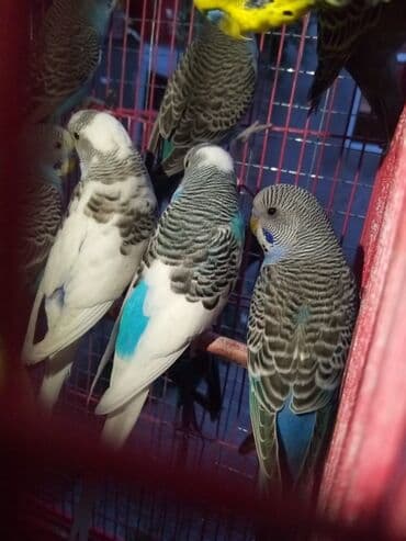 İtlər: Tutuquşları — 1