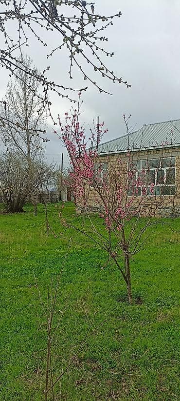 yeni suraxanıda: Qəbələ, 100 kv. m, 5 otaqlı, Hovuzsuz, İnternet — 6