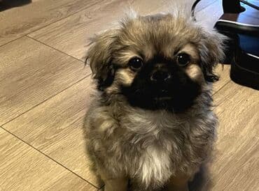 собачий рынок в баку: Pekines, 2 ay, Erkek — 1