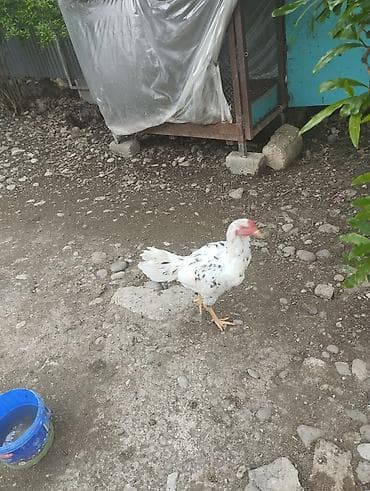 toyuq cüce: Ağ rəngdə, səpəli naxışlarla erkək toyuq. Uzun boyunlu, geniş döşlü — 3