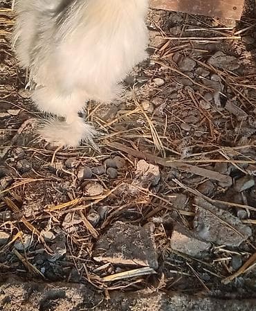 şirvanda toyuqlar: Toyuq, Damazlıq — 4