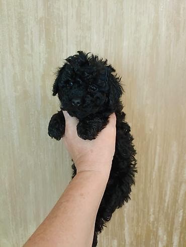heyvanlar: Pudel, 2 ay, Erkek, Peyvəndli, Ödənişli çatdırılma — 3