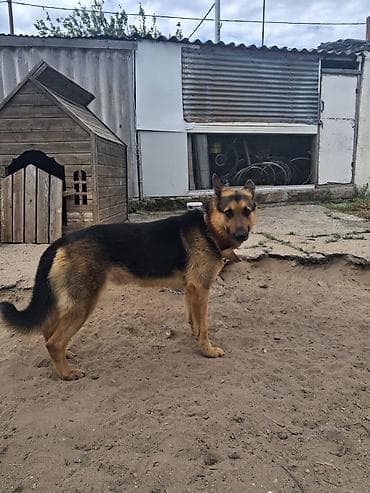 barter itler: Afcarka satilir cinsi erkekdi qiymetde endirim olacag eleve sullar — 2