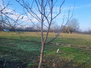 torpaa: 42 sot, Mülkiyyətçi, Kupça (Çıxarış) — 6