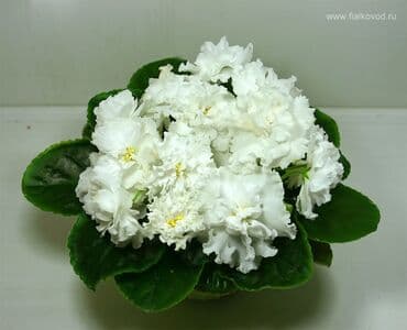 gül şəkilləri profil üçün: 5 — 26