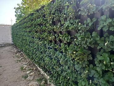 Горшки для растений: 🔹 Mini Garden (Vertical Green Wall) – Portuqaliya istehsalı Layihə — 7