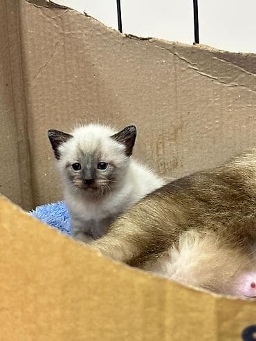 it alqi satqisi: Siam, Yaxşı əllərə — 1